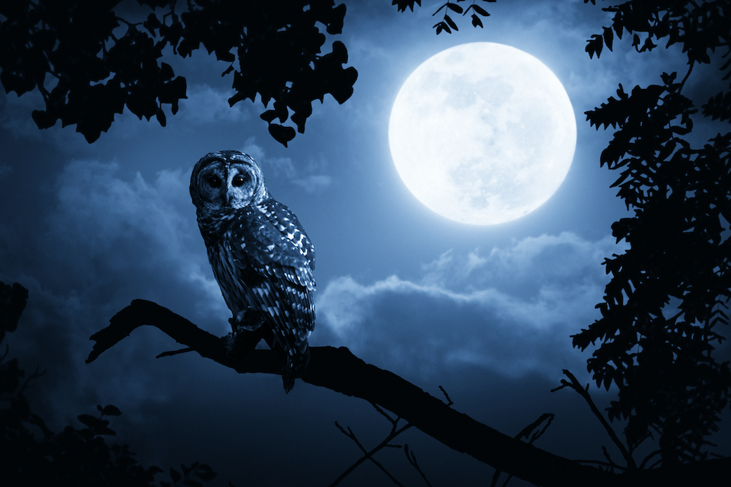 Article Image: is-it-better-to-be-a-night-owl-or-an-early-bird