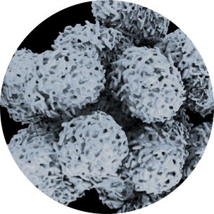 allergens microscopic
